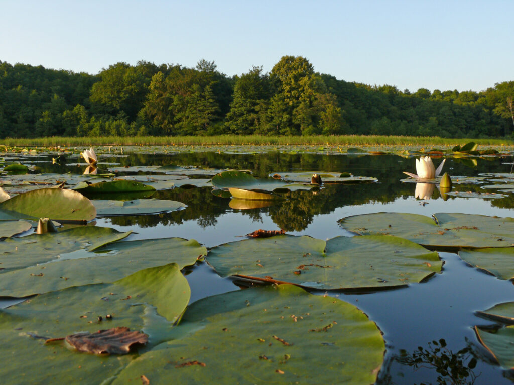 niemcydlapolakow.pl Müritz-Nationalpark - obszar wodny i leśny na północy Niemiec